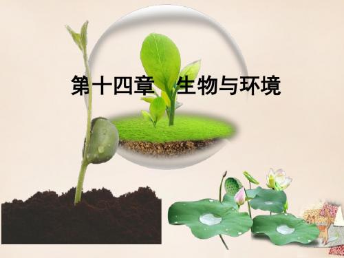 八年级生物下册_第十四章 生物与环境课件 北京版