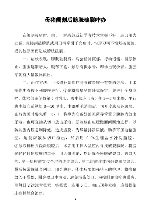 母猪阉割后膀胱破裂咋办