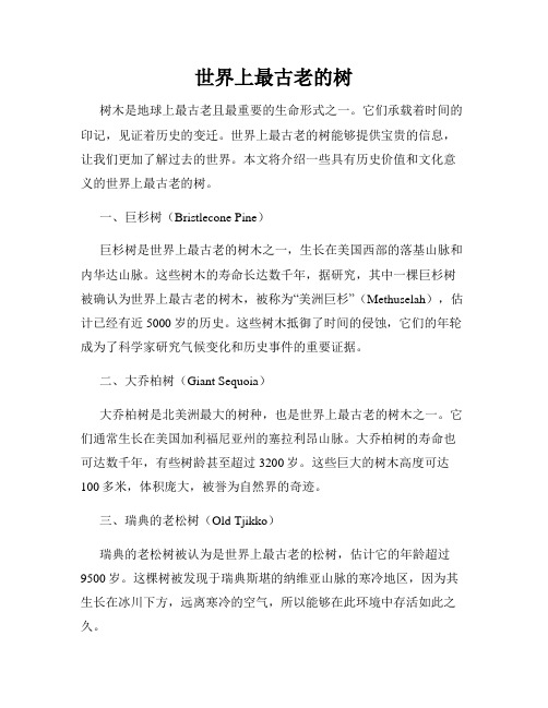 世界上最古老的树
