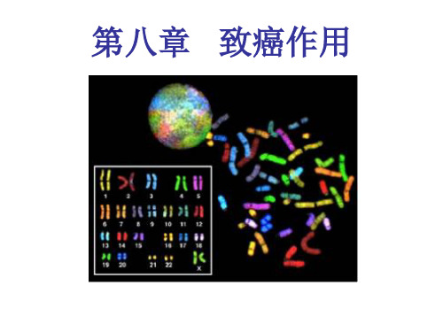 食品毒理学第8章