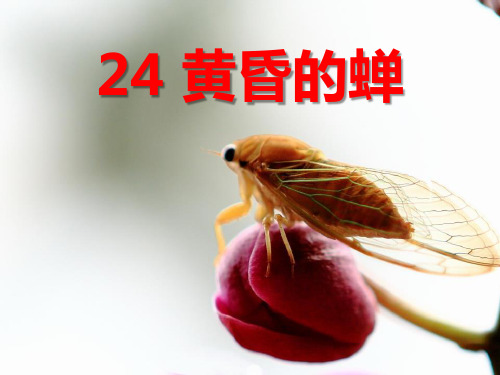 《黄昏的蝉》PPT精选教学课件3