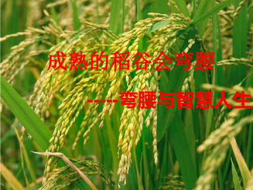 成熟的稻谷会弯腰