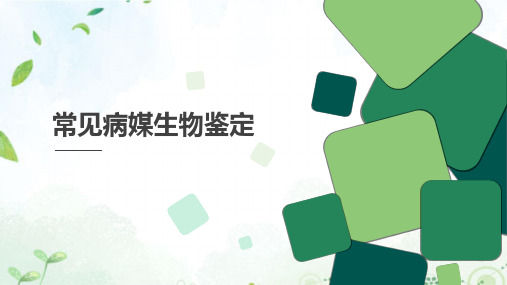 常见病媒生物鉴定