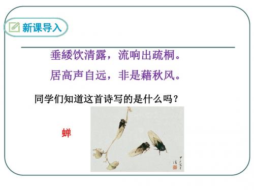 八年级语文上册课件：19课《蝉》公开课一等奖优秀课件