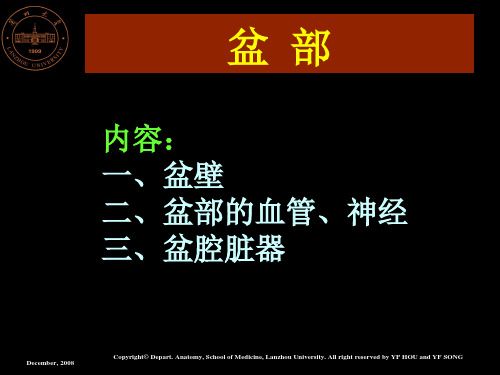 盆部解剖