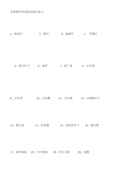 树叶常见知识