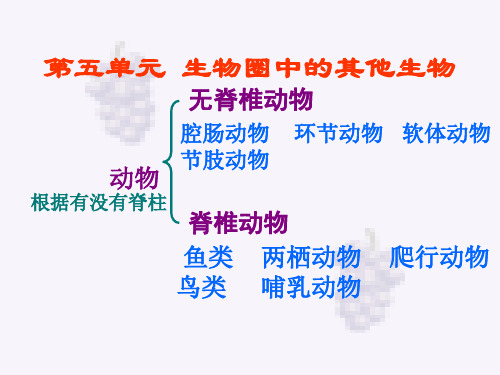 初中生物  生物圈中的其他生物 人教版精品课件