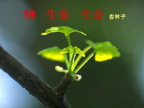 四年级语文下册 第5单元 19.生命 生命精选优质PPT课件1 新人教版