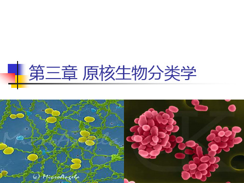 第3章原核生物分类学