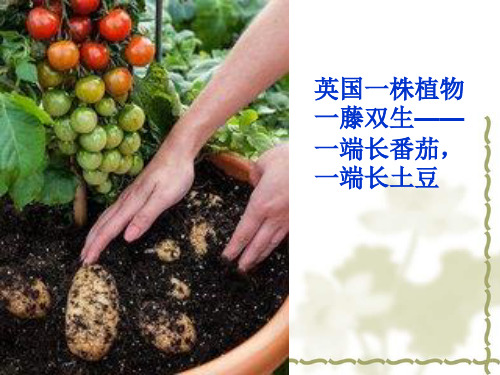 2.1.1植物细胞工程(1)