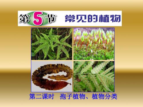 浙教版七年级上册科学(生物)2.5.2 常见的植物 (共18张PPT)