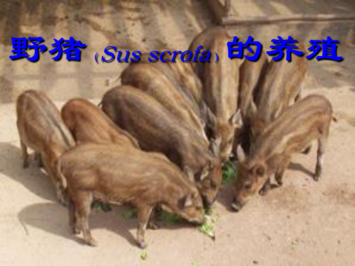 野猪的养殖
