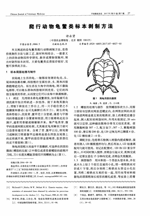爬行动物龟鳖类标本剥制方法