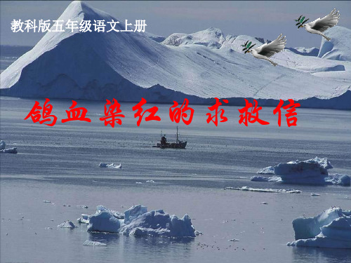 (教科版)小学五年级语文上册 《鸽血染红的求救信》课件(11张PPT)