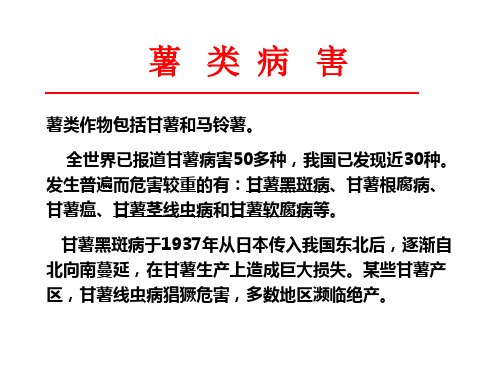甘薯黑斑病.