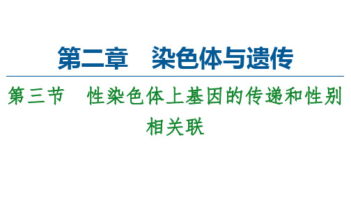 2020-2021学年高一生物浙科版必修2：第2章第3节 性染色体上基因的传递和性别相关联课件