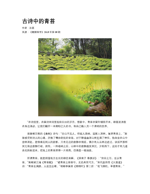 古诗中的青苔