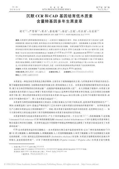 沉默CCR和CAD基因培育低木质素含量转基因多年生黑麦草_胡可