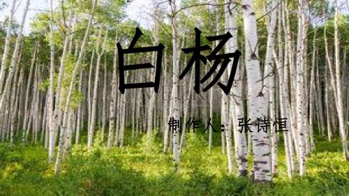 白杨