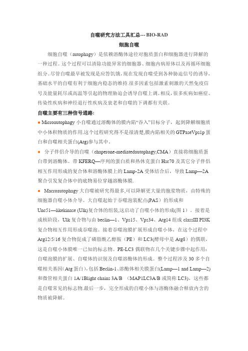 自噬研究方法工具汇总---BIO-RAD