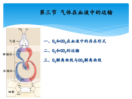 气体在血液中的运输