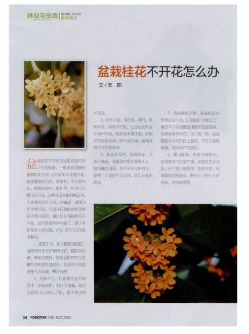盆栽桂花不开花怎么办
