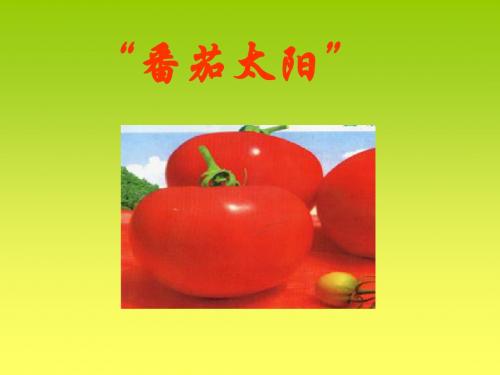 苏教版四年级下册语文《番茄太阳》课件PPT