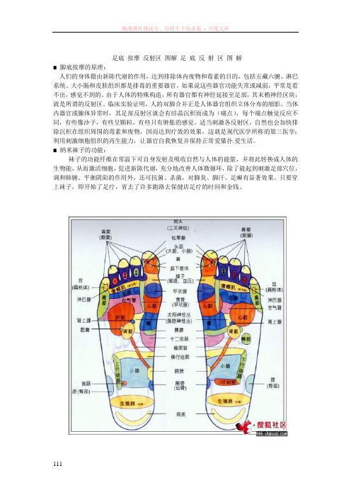 足底按摩反射区图解足底反射区图解