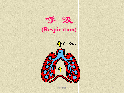 人体解剖生理学-呼吸系统  ppt课件