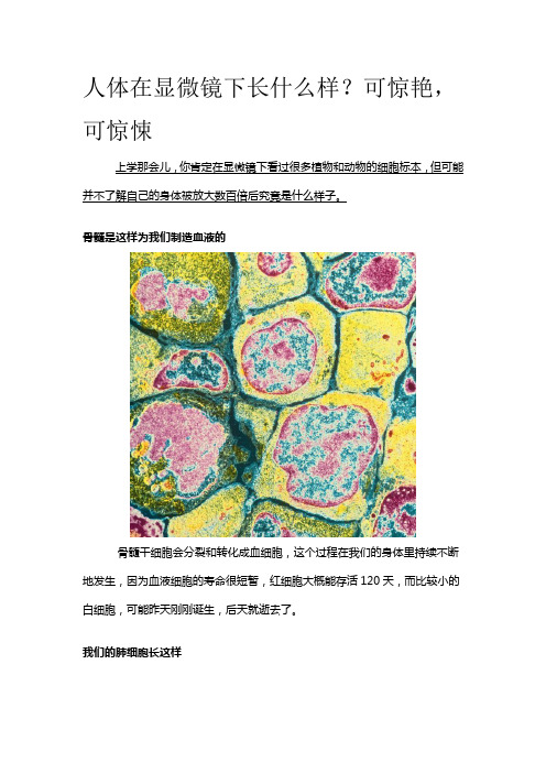人体在显微镜下长什么样？可惊艳,可惊悚