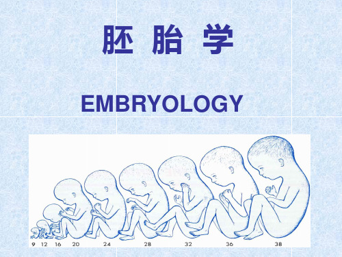 胚胎学PPT课件