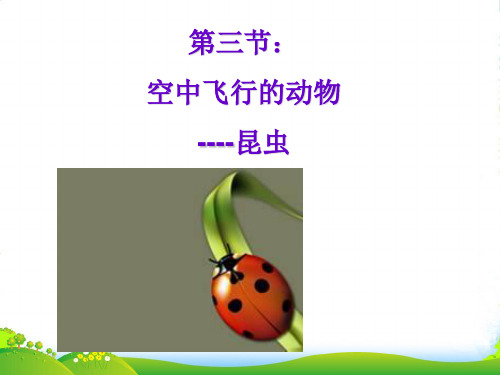 八年级生物上册 空中飞行的动物(鸟)课件 人教新课标