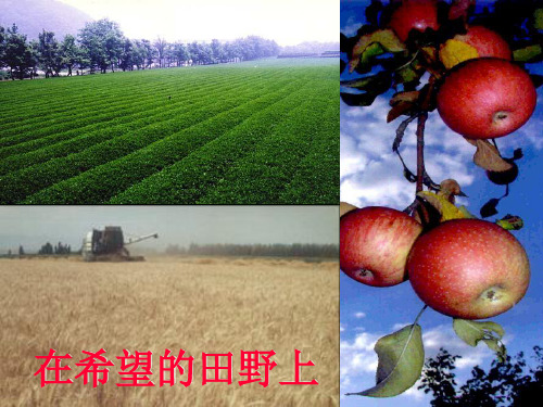化肥的发展史.pptx