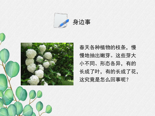 2022年冀教初中生物八上《芽的发育》公开课课件3