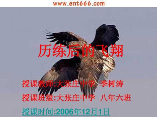 历练后的飞翔