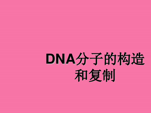 DNA分子的结构和复制及相关计算ppt课件