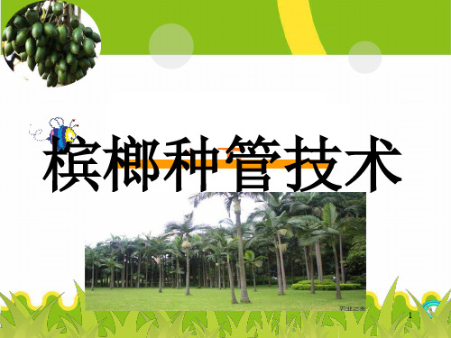 槟榔种植管理技术实用版ppt课件