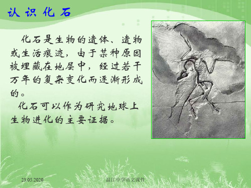《化石吟-》_课件ppt共21页