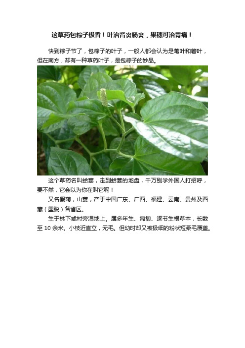 这草药包粽子极香！叶治肾炎肠炎，果穗可治胃痛！