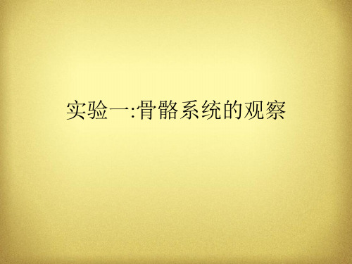 人体解剖生理学实验——实验一骨骼系统ppt课件