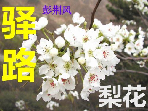 14.驿路梨花课件(21张ppt)