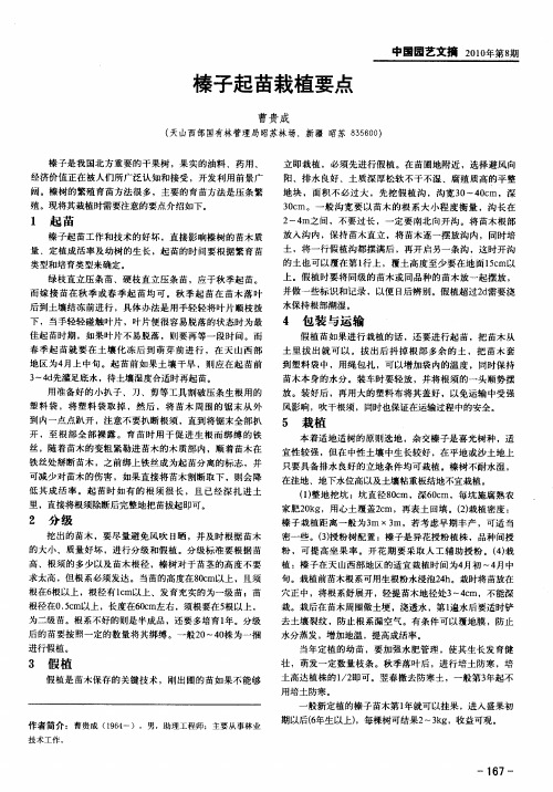 榛子起苗栽植要点