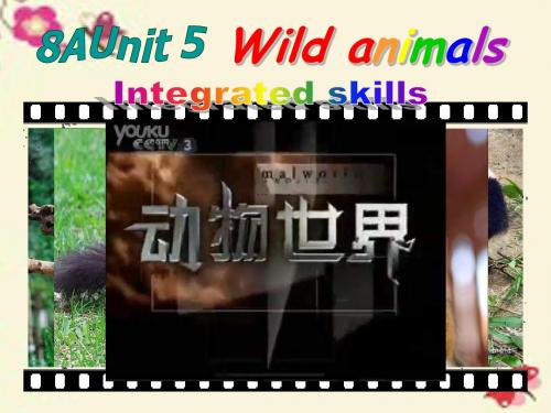 江苏省永丰初级中学八年级英语上册《Unit 5 Wild animals Integrated skills》 (新版)牛津版