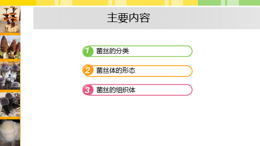 551.2.1食用菌的形态结构1