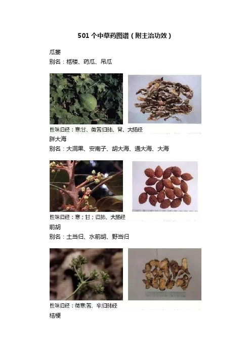 501个中草药图谱（附主治功效）