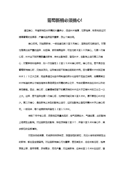 葡萄新梢必须摘心