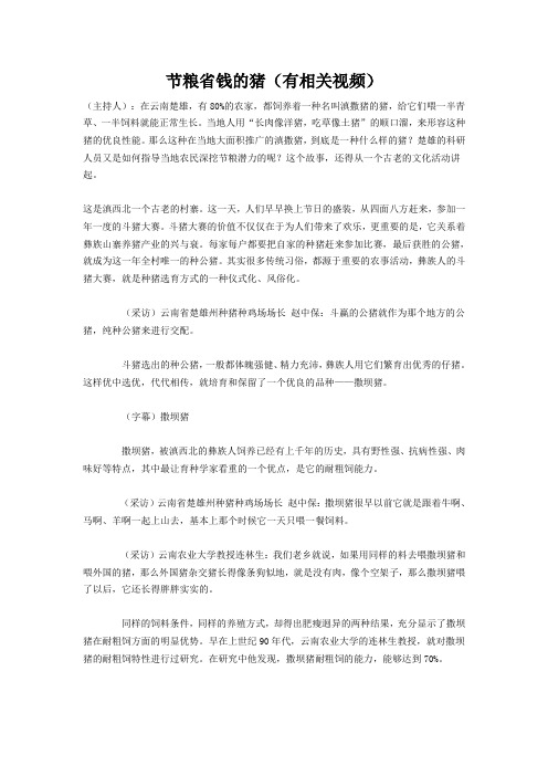 滇撒猪养殖