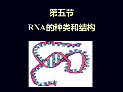 生物化学：04章核苷酸和核酸2