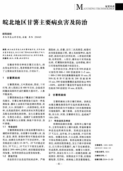 皖北地区甘薯主要病虫害及防治
