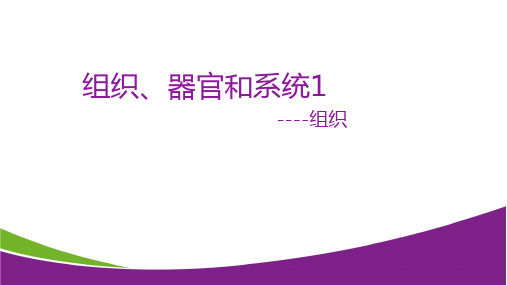 4.3 组织、器官和系统1—华东师大版七年级科学上册课件